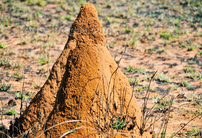 madagascar248: West coast road between the Manambolo river and Belon'i Tsiribihina, Toliara Province, Madagascar: termite mound - photo by M.Torres - (c) Travel-Images.com - Stock Photography agency - Image Bank