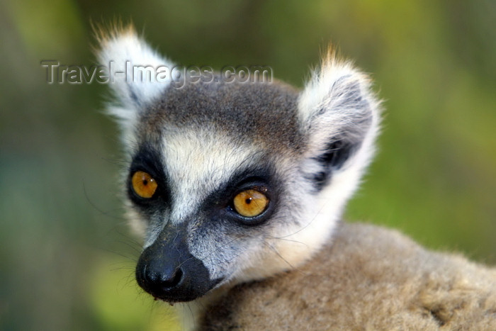 madagascar25: Madagascar - Berenty reserve near Fort-Dauphin, Toliara province: Ring Tailed Lemur - face close-up of a Maki or Hira - Lemur catta - Strepsirhine primate, Lemuridae family - listed as 'Near Threatened' in the IUCN Red List - photo by Rod Eime - (c) Travel-Images.com - Stock Photography agency - Image Bank