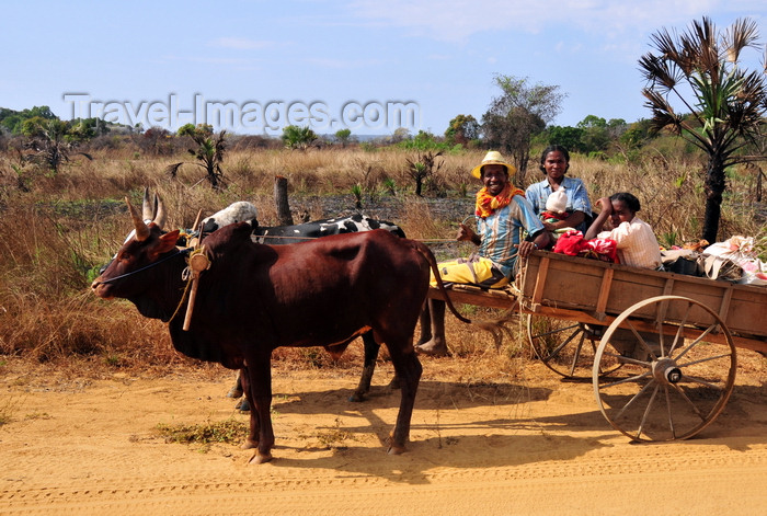 madagascar251: West coast road between the Manambolo river and Belon'i Tsiribihina, Toliara Province, Madagascar: Malagasy family on a zebu cart - photo by M.Torres - (c) Travel-Images.com - Stock Photography agency - Image Bank
