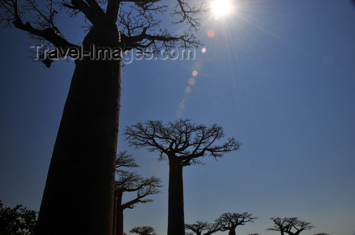 madagascar26: Alley of the Baobabs, north of Morondava, Menabe region, Toliara province, Madagascar: baobabs under the midday sun - the massive trunks have little wood fibre, allowing for a large volume of water to be stored - Adansonia grandidieri - photo by M.Torres - (c) Travel-Images.com - Stock Photography agency - Image Bank