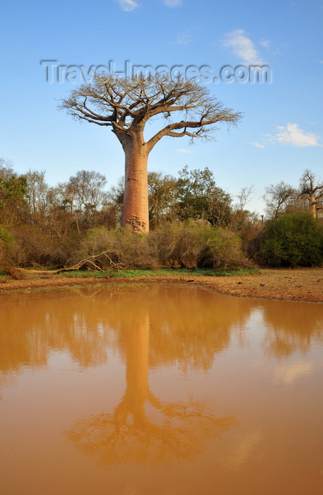madagascar263: West coast road between the Tsiribihina river and Alley of the Baobabs, Toliara Province, Madagascar: baobab and pond - photo by M.Torres - (c) Travel-Images.com - Stock Photography agency - Image Bank