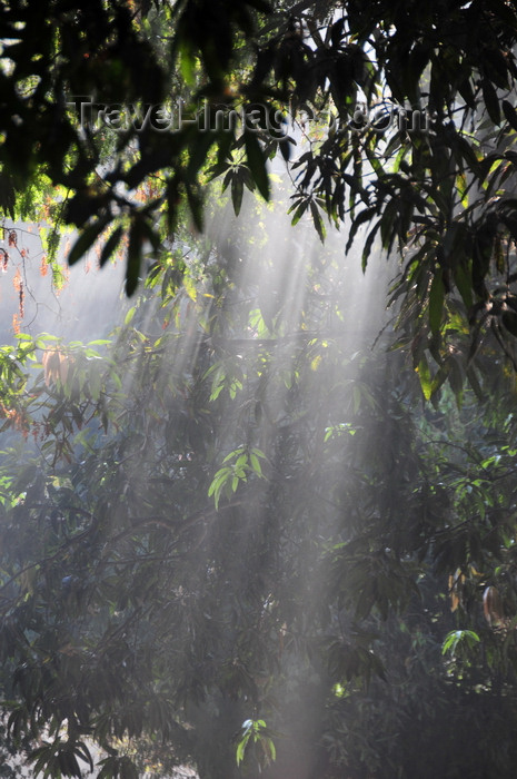 madagascar266: Bekopaka, Antsalova district, Melaky region, Mahajanga province, Madagascar: light and leaves - photo by M.Torres - (c) Travel-Images.com - Stock Photography agency - Image Bank