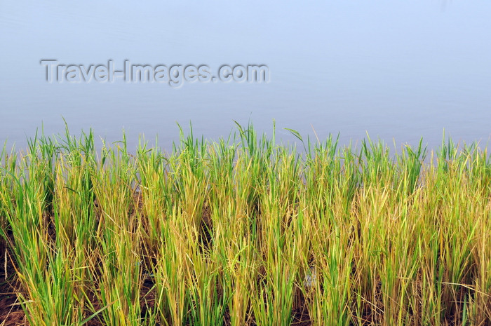 madagascar269: Bekopaka, Antsalova district, Melaky region, Mahajanga province, Madagascar: rice planted along the banks of the  Manambolo River - photo by M.Torres - (c) Travel-Images.com - Stock Photography agency - Image Bank