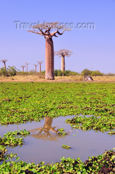 madagascar27: Alley of the Baobabs, north of Morondava, Menabe region, Toliara province, Madagascar: baobabs and pond with water lilies - raising water levels due to expanding rice cultivation threaten the baobabs - Adansonia grandidieri - photo by M.Torres - (c) Travel-Images.com - Stock Photography agency - Image Bank