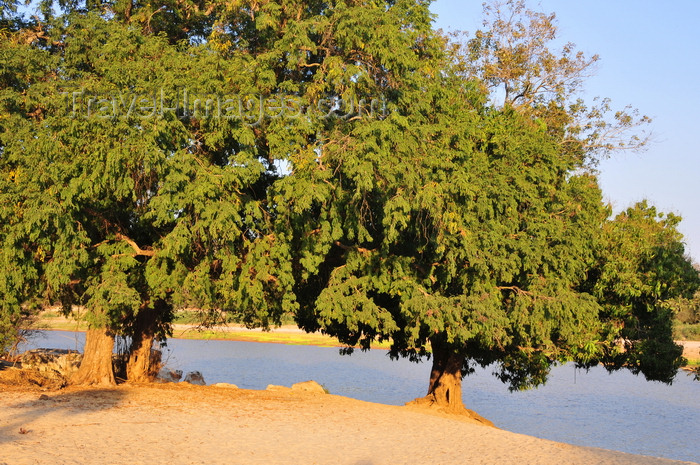 madagascar275: Bekopaka, Antsalova district, Melaky region, Mahajanga province, Madagascar: large trees by the beach - Manambolo River - photo by M.Torres - (c) Travel-Images.com - Stock Photography agency - Image Bank