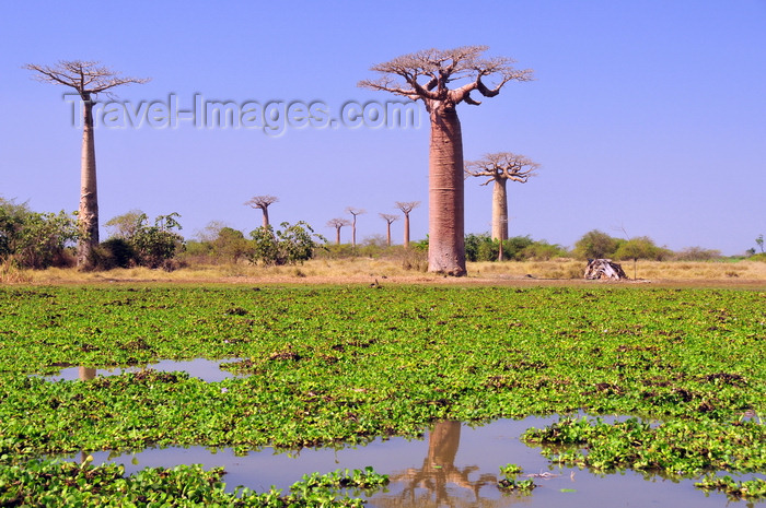 madagascar28: Alley of the Baobabs, north of Morondava, Menabe region, Toliara province, Madagascar: baobabs and pond with water lilies - baobab roots are harmed by waterlogged soils - Adansonia grandidieri - photo by M.Torres - (c) Travel-Images.com - Stock Photography agency - Image Bank