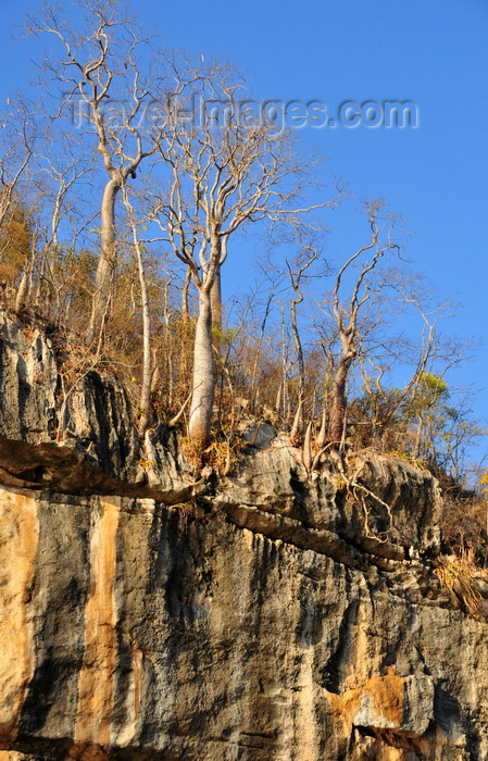 madagascar290: Antsalova district, Melaky region, Mahajanga province, Madagascar: Manambolo River - trees along the ridgeline - adenias - photo by M.Torres - (c) Travel-Images.com - Stock Photography agency - Image Bank