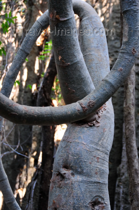 madagascar298: Tsingy de Bemaraha National Park, Antsalova district, Melaky region, Mahajanga province, Madagascar: contorted tree in a narrow canyon - pachycaul - UNESCO World Heritage Site - photo by M.Torres - (c) Travel-Images.com - Stock Photography agency - Image Bank