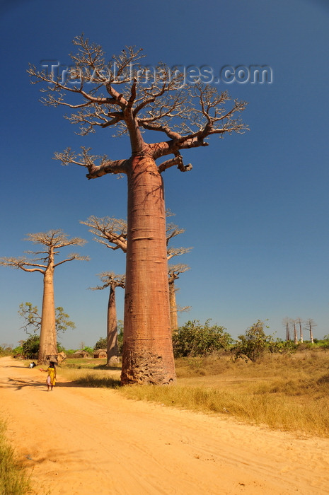 madagascar30: Alley of the Baobabs, north of Morondava, Menabe region, Toliara province, Madagascar: impressive baobabs and the dirt road aka Avenue of the Baobabs - Adansonia grandidieri - photo by M.Torres - (c) Travel-Images.com - Stock Photography agency - Image Bank