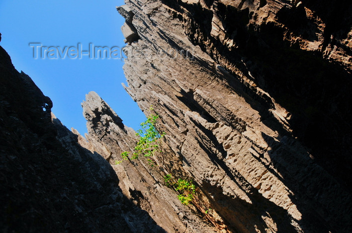 madagascar300: Tsingy de Bemaraha National Park, Mahajanga province, Madagascar: karst formations often called 'limestone cathedrals' - UNESCO World Heritage Site - photo by M.Torres - (c) Travel-Images.com - Stock Photography agency - Image Bank