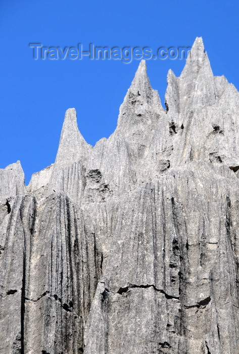madagascar301: Tsingy de Bemaraha National Park, Mahajanga province, Madagascar: tree needles - karst limestone formation - UNESCO World Heritage Site - photo by M.Torres - (c) Travel-Images.com - Stock Photography agency - Image Bank