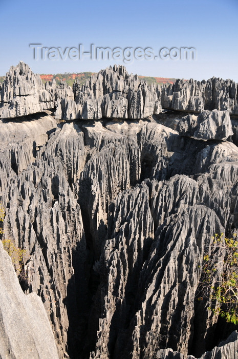 madagascar307: Tsingy de Bemaraha National Park, Mahajanga province, Madagascar: maze-like karst limestone formation that once hosted the Vazimba people - UNESCO World Heritage Site - photo by M.Torres - (c) Travel-Images.com - Stock Photography agency - Image Bank
