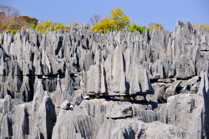 madagascar309: Tsingy de Bemaraha National Park, Mahajanga province, Madagascar: grey forest of rock pinnacles - karst limestone formation - UNESCO World Heritage Site - photo by M.Torres - (c) Travel-Images.com - Stock Photography agency - Image Bank