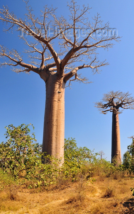 madagascar31: Alley of the Baobabs, north of Morondava, Menabe region, Toliara province, Madagascar: the locals for whom the trees have potent spiritual significance call the baobabs 'renala', Malagasy for 'mother of the forest' -  Adansonia grandidieri - photo by M.Torres - (c) Travel-Images.com - Stock Photography agency - Image Bank