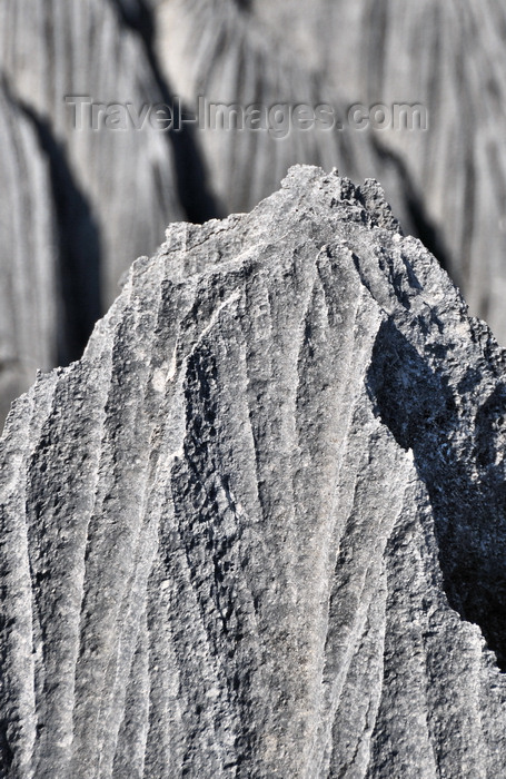 madagascar310: Tsingy de Bemaraha National Park, Mahajanga province, Madagascar: detail of a stone blade - karst limestone formation - UNESCO World Heritage Site - photo by M.Torres - (c) Travel-Images.com - Stock Photography agency - Image Bank