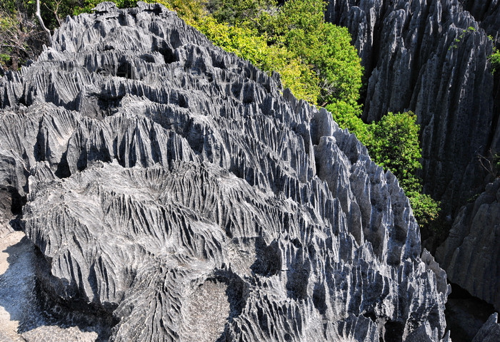 madagascar314: Tsingy de Bemaraha National Park, Mahajanga province, Madagascar: karst limestone formation - space for vegetation is scarce - UNESCO World Heritage Site - photo by M.Torres - (c) Travel-Images.com - Stock Photography agency - Image Bank