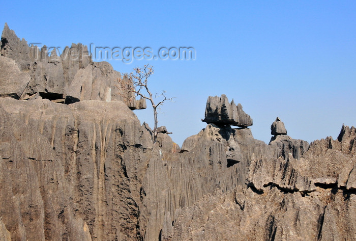 madagascar318: Tsingy de Bemaraha National Park, Mahajanga province, Madagascar: rugged relief - karst limestone formation - UNESCO World Heritage Site - photo by M.Torres - (c) Travel-Images.com - Stock Photography agency - Image Bank