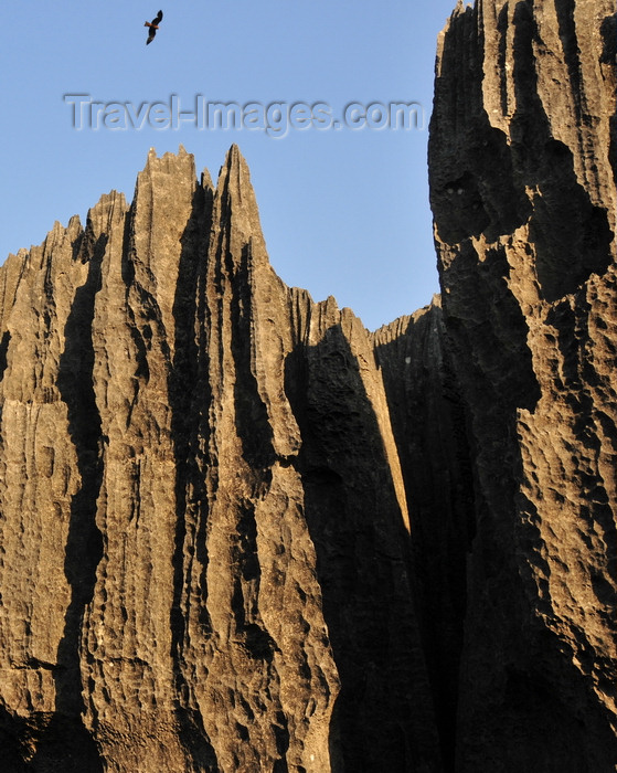 madagascar324: Tsingy de Bemaraha National Park, Mahajanga province, Madagascar: falcon and karst limestone formation - part of a calcareous mountain range along the west central coast - UNESCO World Heritage Site - photo by M.Torres - (c) Travel-Images.com - Stock Photography agency - Image Bank