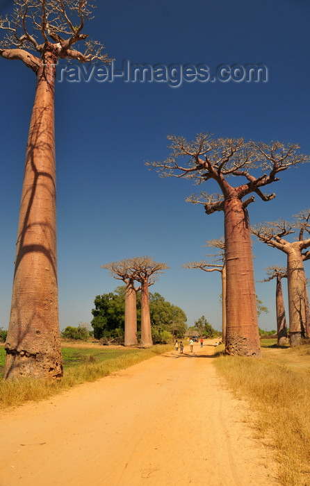 madagascar33: Alley of the Baobabs, north of Morondava, Menabe region, Toliara province, Madagascar: a tree-lined boulevard in the middle of nowhere - baobabs - Adansonia grandidieri - photo by M.Torres - (c) Travel-Images.com - Stock Photography agency - Image Bank