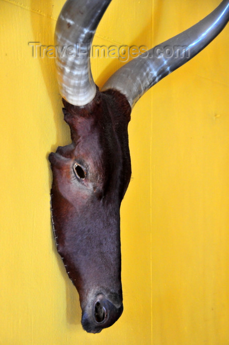 madagascar331: Antananarivo / Tananarive / Tana - Analamanga region, Madagascar: zebu head decorating a wall - the zebu represents power and prosperity - photo by M.Torres - (c) Travel-Images.com - Stock Photography agency - Image Bank