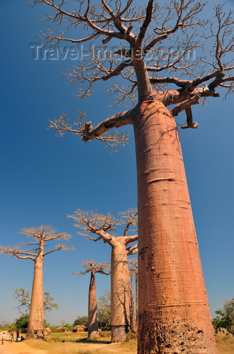 madagascar34: Alley of the Baobabs, north of Morondava, Menabe region, Toliara province, Madagascar: Adansonia grandidieri is the tallest species of baobab, named after the French botanists Michel Adanson and Alfred Grandidier - photo by M.Torres - (c) Travel-Images.com - Stock Photography agency - Image Bank