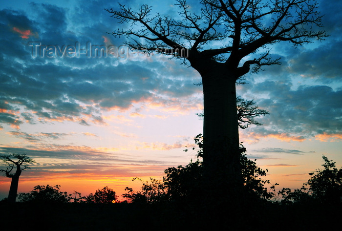 madagascar35: Alley of the Baobabs, north of Morondava, Menabe region, Toliara province, Madagascar: baobab silhouette at sunset - Adansonia grandidieri - photo by M.Torres - (c) Travel-Images.com - Stock Photography agency - Image Bank