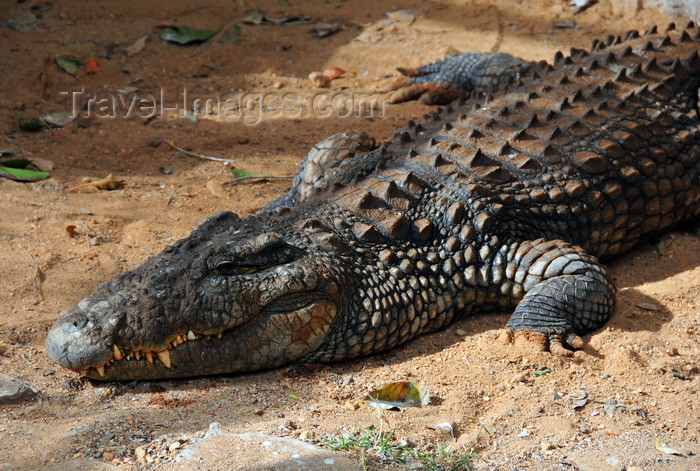 madagascar356: Antananarivo / Tananarive / Tana - Analamanga region, Madagascar: Parc botanique et Zoologique de Tsimbazaza - Crocodylus niloticus - Nile crocodile at the Vivarium - photo by M.Torres - (c) Travel-Images.com - Stock Photography agency - Image Bank