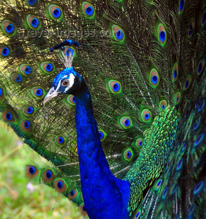 madagascar357: Antananarivo / Tananarive / Tana - Analamanga region, Madagascar: Parc botanique et Zoologique de Tsimbazaza - blue male peacock - photo by M.Torres - (c) Travel-Images.com - Stock Photography agency - Image Bank