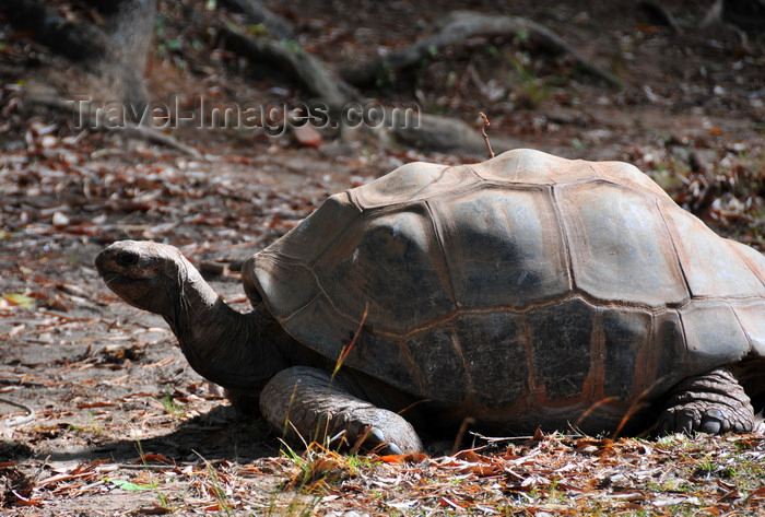 madagascar358: Antananarivo / Tananarive / Tana - Analamanga region, Madagascar: Parc botanique et Zoologique de Tsimbazaza - Aldabra Giant Tortoise - Geochelone gigantea - land turtle - reptile - fauna - photo by M.Torres - (c) Travel-Images.com - Stock Photography agency - Image Bank