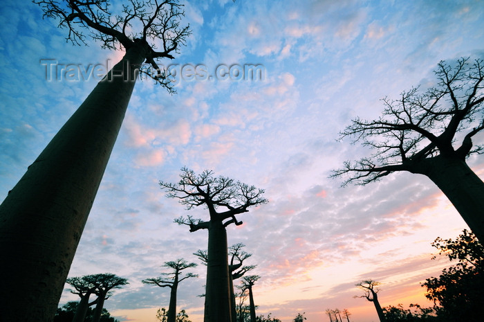 madagascar36: Alley of the Baobabs, north of Morondava, Menabe region, Toliara province, Madagascar: 'roots' in the sky - baobabs at sunset - the Adansonia grandidieri species is listed as endangered by the World Conservation Union - photo by M.Torres - (c) Travel-Images.com - Stock Photography agency - Image Bank