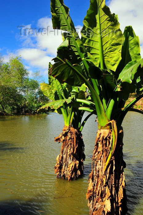 madagascar361: Antananarivo / Tananarive / Tana - Analamanga region, Madagascar: Parc botanique et Zoologique de Tsimbazaza - Alocasia macrorrhiza - giant elephant ears - Botanical Gardens, humid forest area - photo by M.Torres - (c) Travel-Images.com - Stock Photography agency - Image Bank