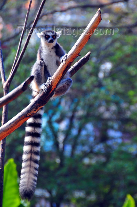 madagascar363: Antananarivo / Tananarive / Tana - Analamanga region, Madagascar: Parc botanique et Zoologique de Tsimbazaza - Lemur catta on a branch - Ring-tailed Lemur - parc Pyguargue - photo by M.Torres - (c) Travel-Images.com - Stock Photography agency - Image Bank