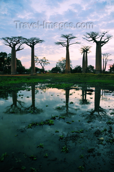 madagascar39: Alley of the Baobabs, north of Morondava, Menabe region, Toliara province, Madagascar: baobabs and pond at sunset - Allée des Baobabs - Adansonia grandidieri - photo by M.Torres - (c) Travel-Images.com - Stock Photography agency - Image Bank