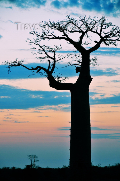 madagascar40: Alley of the Baobabs, north of Morondava, Menabe region, Toliara province, Madagascar: magnificent baobab silhouette at sunset - Adansonia grandidieri - photo by M.Torres - (c) Travel-Images.com - Stock Photography agency - Image Bank