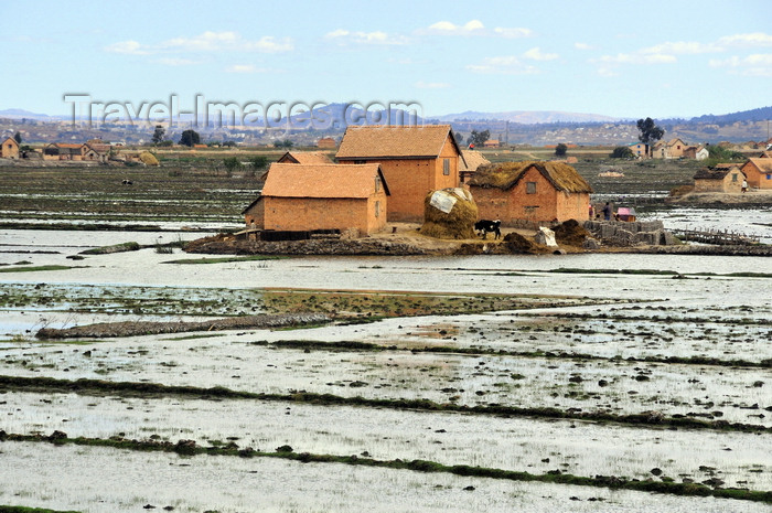 madagascar426: Antananarivo / Tananarive / Tana - Analamanga region, Madagascar: rice padies - houses on an islet - northern outskirts - rizieres aux alentours de la capitale - photo by M.Torres - (c) Travel-Images.com - Stock Photography agency - Image Bank