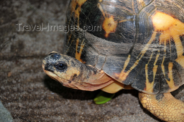 madagascar45: Vohilava, Île Sainte Marie / Nosy Boraha, Analanjirofo region, Toamasina province, Madagascar: turtle roaming - fauna - reptile - photo by M.Torres - (c) Travel-Images.com - Stock Photography agency - Image Bank