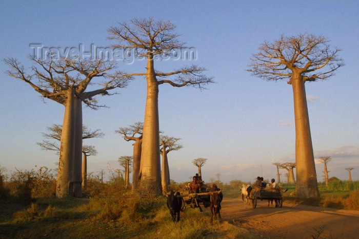 madagascar6: Allee des Baobabs, north of Morondava, Menabe region, Toliara region, Madagascar: Silent giants - old Baobab trees - Adansonia granddieri - Avenue of the Baobabs - photo by R.Eime - (c) Travel-Images.com - Stock Photography agency - Image Bank