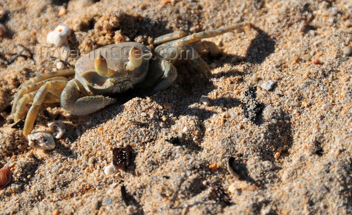 madagascar63: Vohilava, Île Sainte Marie / Nosy Boraha, Analanjirofo region, Toamasina province, Madagascar: crab on the beach sand - photo by M.Torres - (c) Travel-Images.com - Stock Photography agency - Image Bank