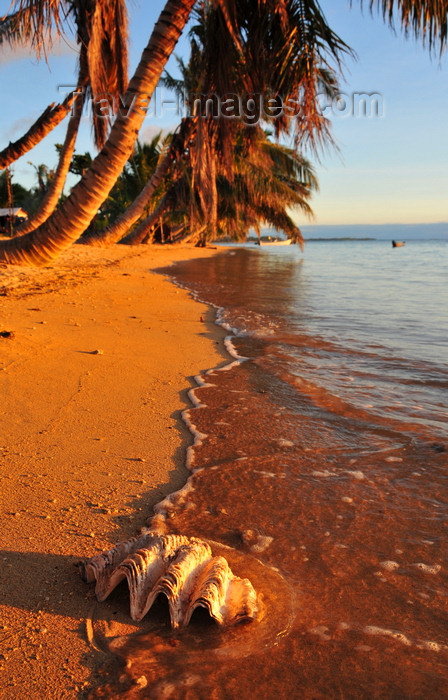 madagascar67: Vohilava, Île Sainte Marie / Nosy Boraha, Analanjirofo region, Toamasina province, Madagascar: giant clam shell on the beach sand - photo by M.Torres - (c) Travel-Images.com - Stock Photography agency - Image Bank