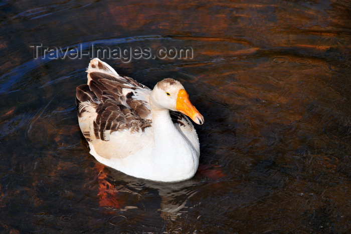 madagascar74: Ravoraha, Île Sainte Marie / Nosy Boraha, Analanjirofo region, Toamasina province, Madagascar: duck in a salt water pond - photo by M.Torres - (c) Travel-Images.com - Stock Photography agency - Image Bank