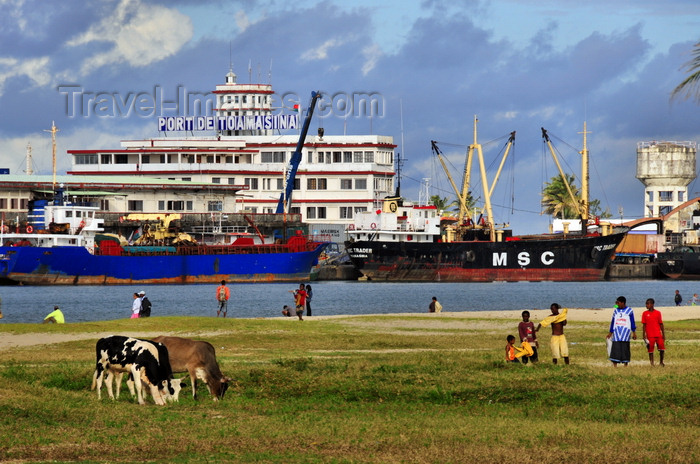 madagascar80: Toamasina / Tamatave, Madagascar: the port seen from blvd Ratsimilaho - freighter MSC Trader and cows grazing - photo by M.Torres - (c) Travel-Images.com - Stock Photography agency - Image Bank