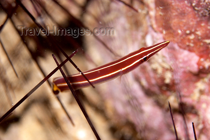 mal-u127: Long-snout clingfish (Diademichthys lineatus) amongst sea urchins,

Pulau Perhentian, South China sea, Penninsular Malaysia, Asia - (c) Travel-Images.com - Stock Photography agency - Image Bank