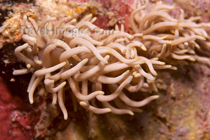 mal-u128: Phyllodesmium horridus nudibranch, 

Temple of the sea, Perhentian islands, Malaysia.Asia

 - (c) Travel-Images.com - Stock Photography agency - Image Bank