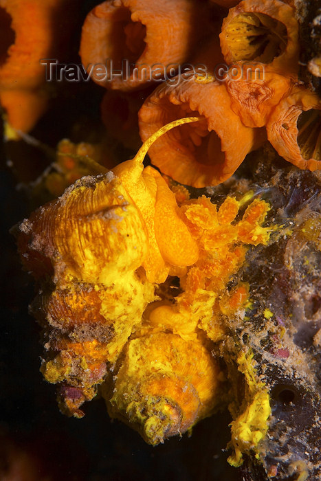 mal-u129: Wentle traps ( Epitonium billeeanum) laying eggs in Daisy cup coral (Tubastraea coccinea) ,

Pulau Perhentian, South China sea, Penninsular Malaysia, Asia - (c) Travel-Images.com - Stock Photography agency - Image Bank