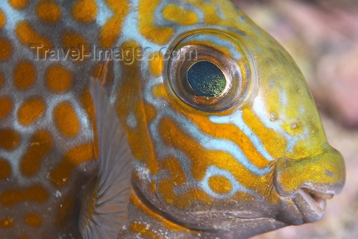 mal-u222: Gold saddle Rabbitfish (Siganus guttatus) resting at a cleaning station,

 Temple of the sea, Pulau Perhentian, South China sea, Penninsular Malaysia, Asia - (c) Travel-Images.com - Stock Photography agency - Image Bank