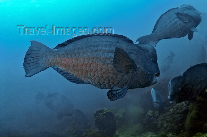 mal-u223: Perhentian Islands, Terengganu, Malaysia: D'Lagoon- Bumphead Parrotfish - Bolbometopon muricatum - photo by S.Egeberg - (c) Travel-Images.com - Stock Photography agency - Image Bank