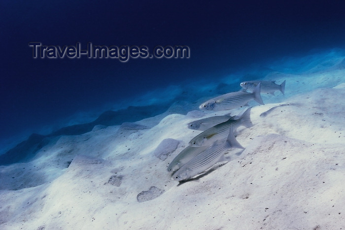 mal-u224: Perhentian Islands, Terengganu, Malaysia: D'Lagoon - Fringelip Mullet on the sea floor - Crenimugil crenilabis - photo by S.Egeberg - (c) Travel-Images.com - Stock Photography agency - Image Bank