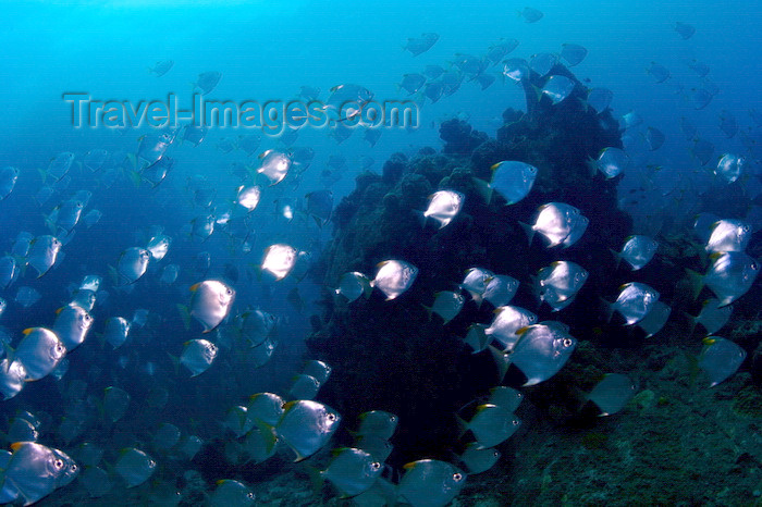 mal-u225: Perhentian Islands, Terengganu, Malaysia: Shark Point - diamond fish - Monodactylus argenteus - photo by S.Egeberg - (c) Travel-Images.com - Stock Photography agency - Image Bank