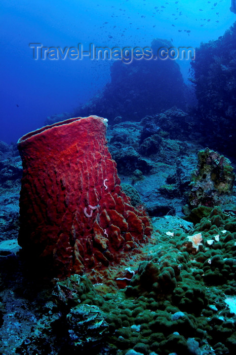 mal-u226: Perhentian Islands, Terengganu, Malaysia: Temple of the Sea - Giant Barrel sponge on the coral reef - photo by S.Egeberg - (c) Travel-Images.com - Stock Photography agency - Image Bank