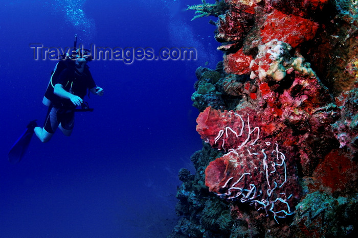 mal-u227: Perhentian Islands, Terengganu, Malaysia: Ian's Ball - diver and red hard coral on a rock wall - photo by S.Egeberg - (c) Travel-Images.com - Stock Photography agency - Image Bank